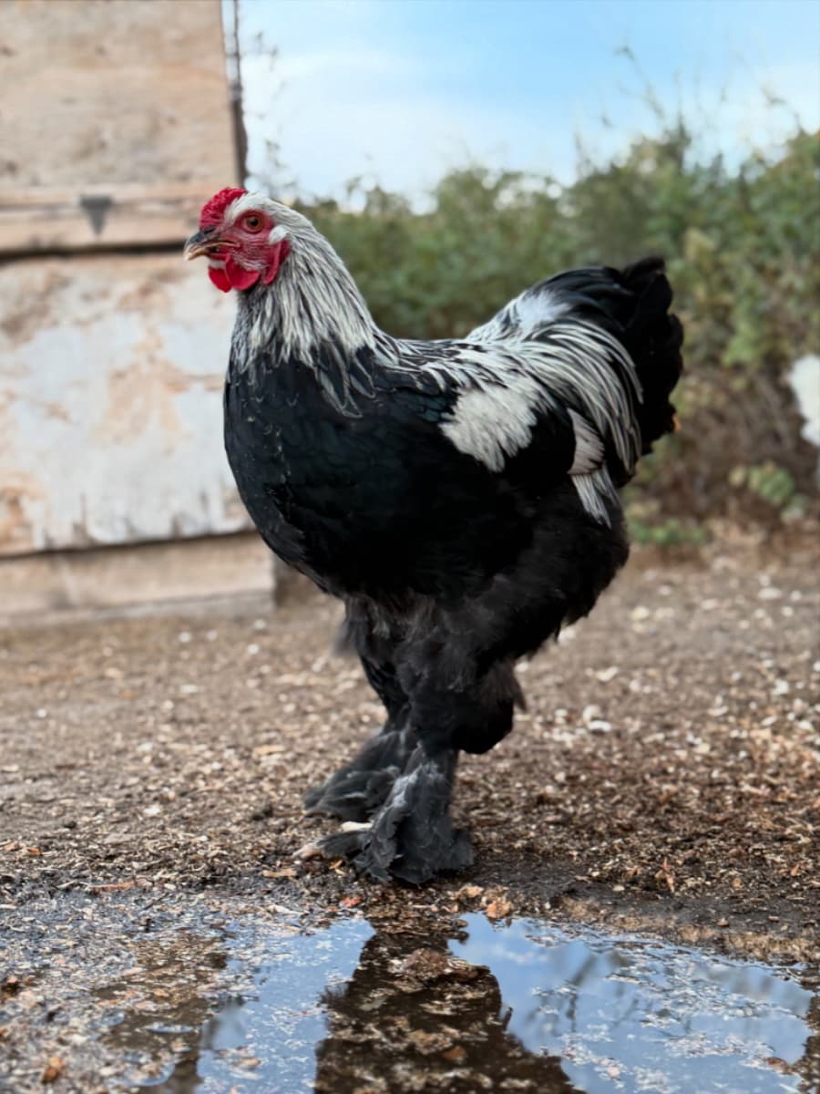 Hei Hei