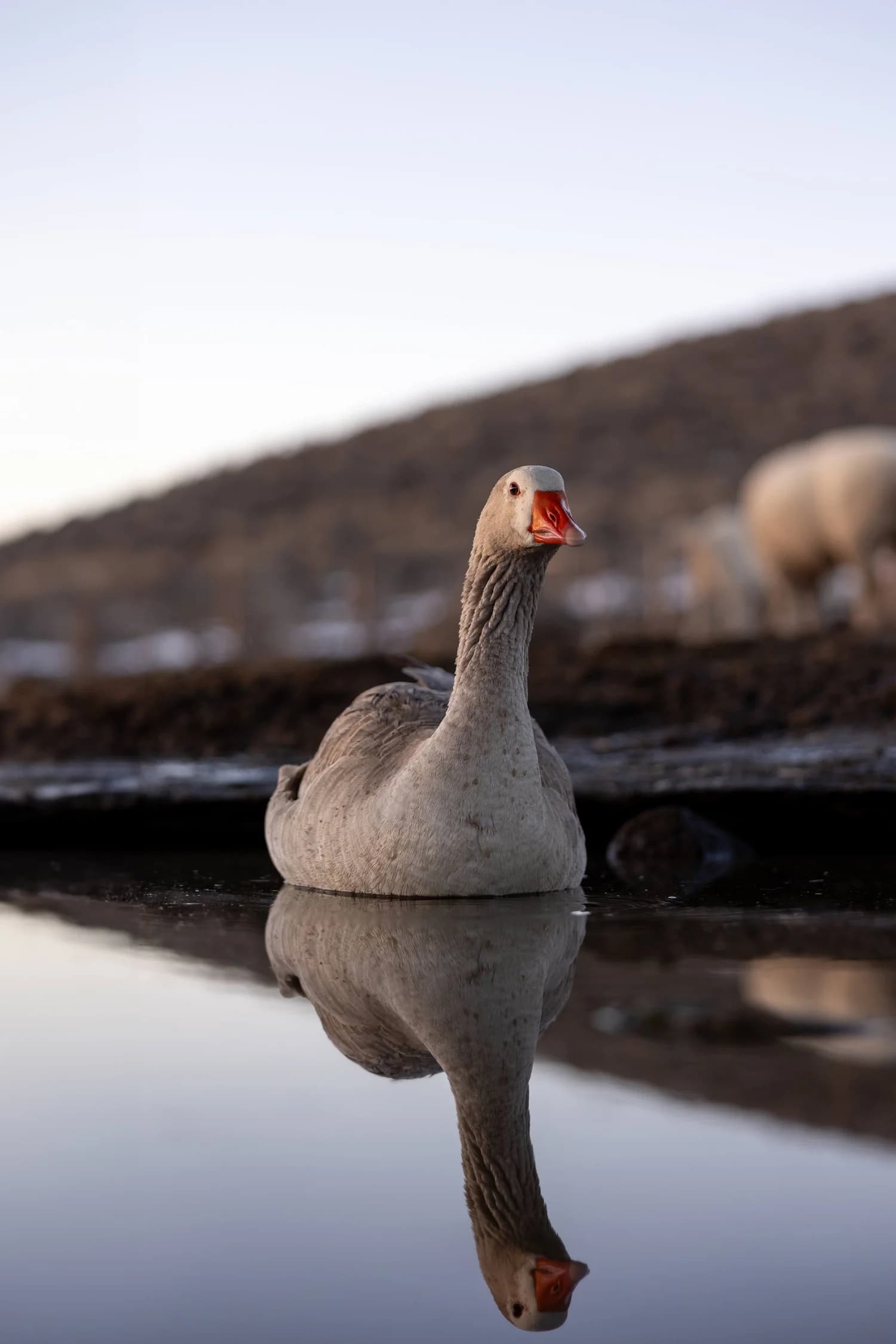 Geese Witherspoon