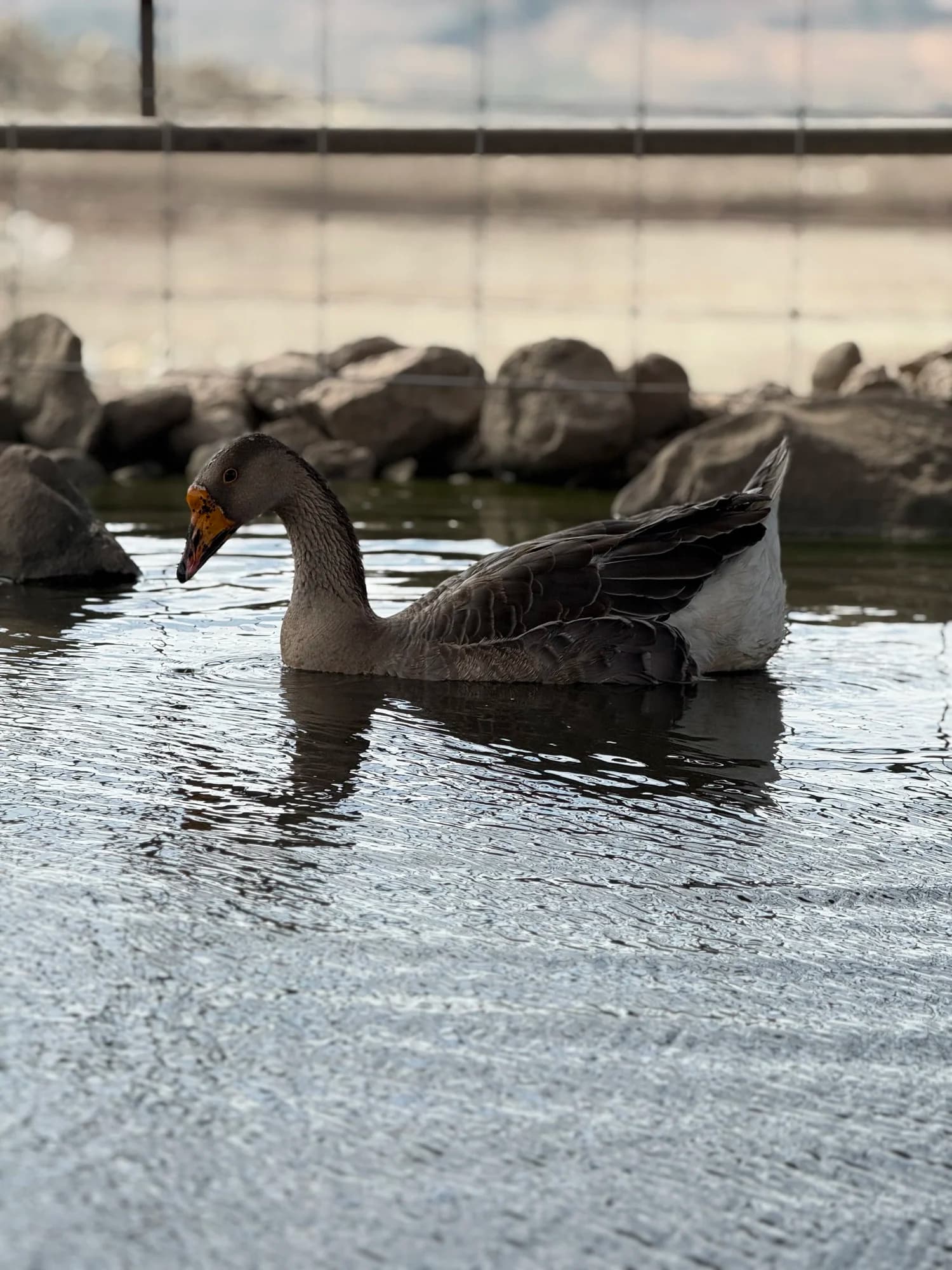 James Pond