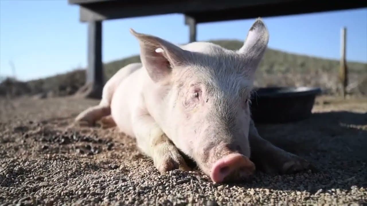 Morgan as a young pig, lying in the sun on the gravel at the sanctuary