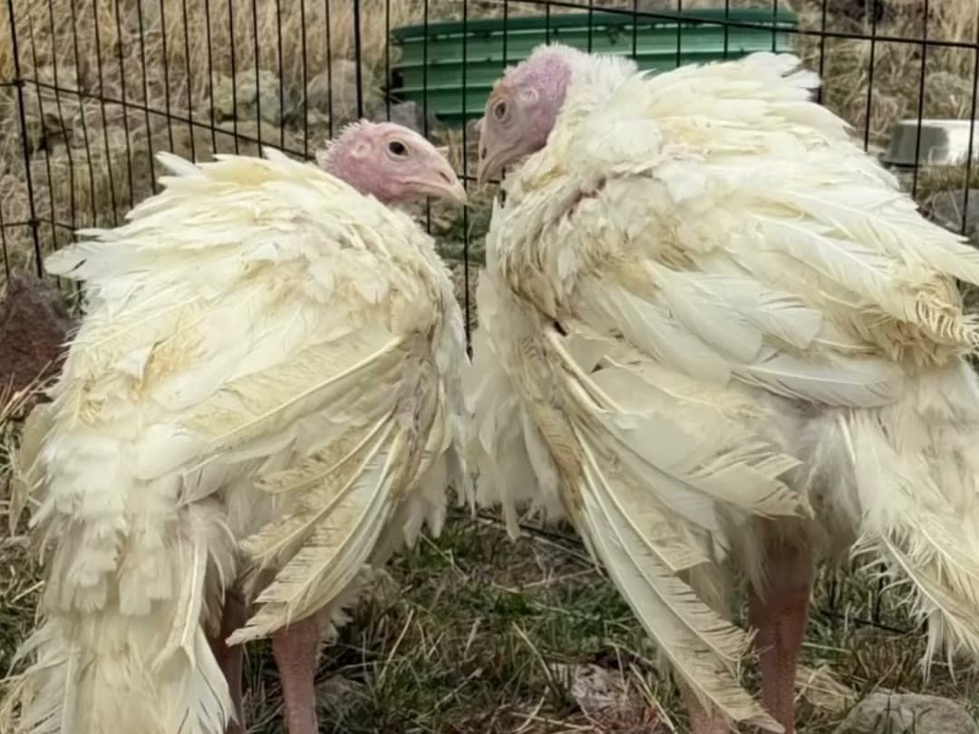 Phoenix and Moby, two white turkeys, side by side in their new pen
