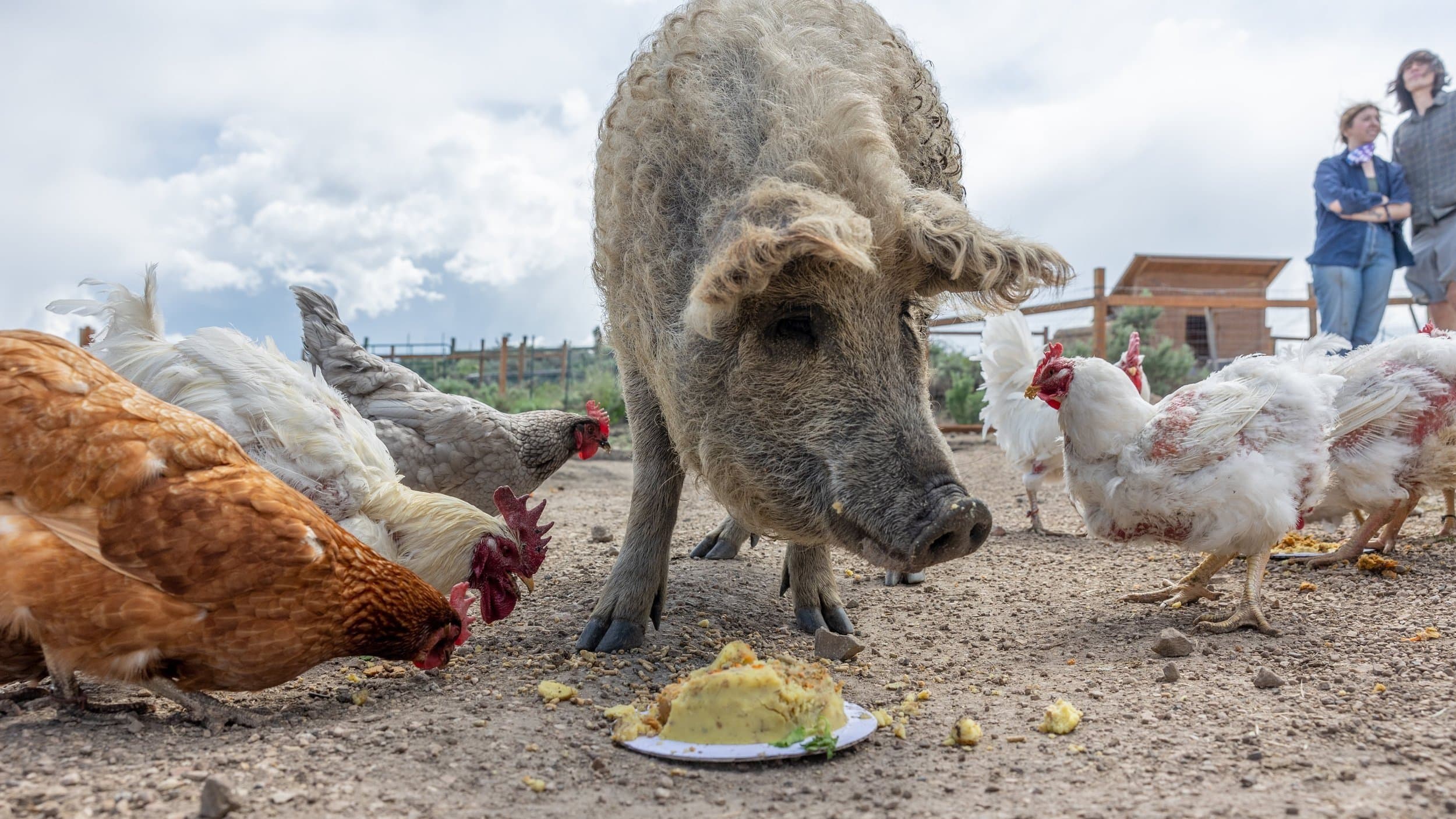 One of the pigs celebrating a birthday with a slice of cake, surrounded by curious chickens
