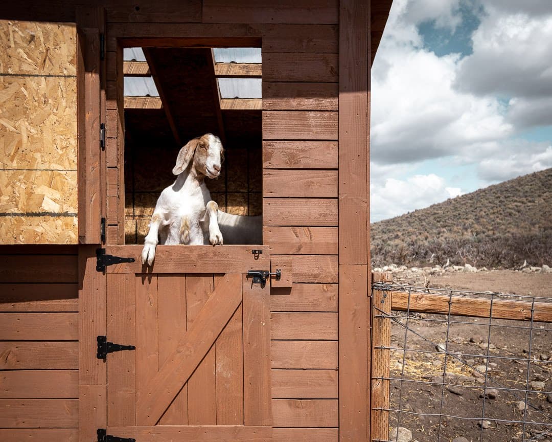 A goat inside the barn