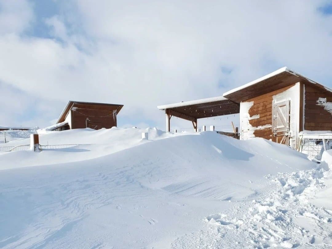 The sanctuary's small wooden shelters and covered pen half-buried in snow drifts after a winter storm