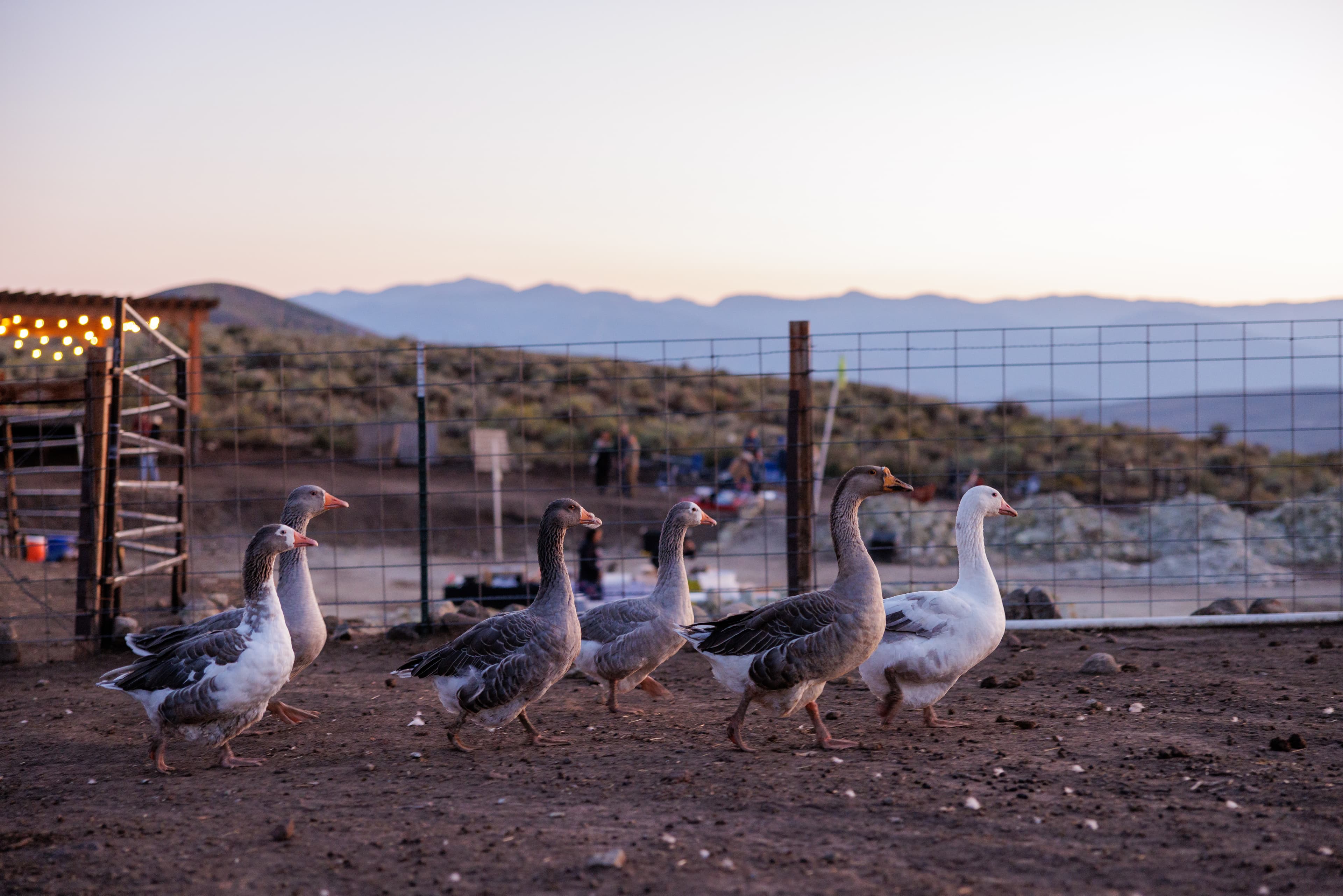 A line of geese walking across the sanctuary at dusk, mountains in the background