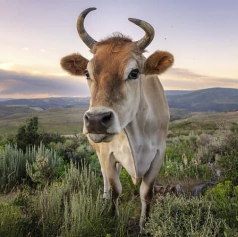 Smooch the steer, photo 3