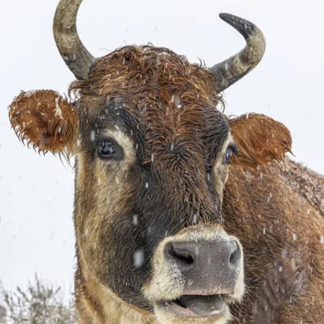 Smooch the steer, photo 4