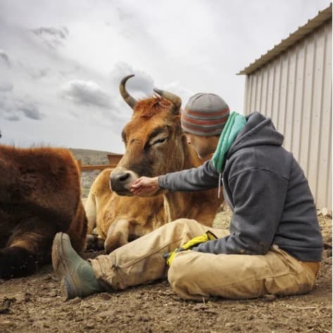 Smooch the steer, photo 5