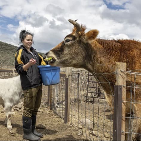 Smooch the steer, photo 6