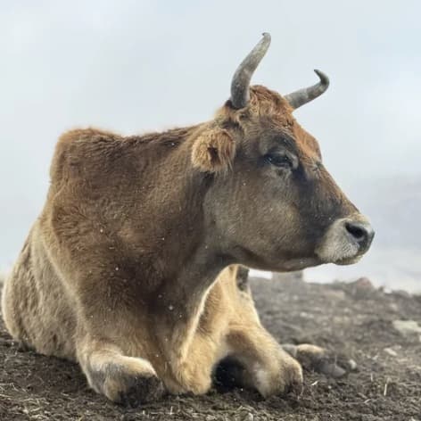 Smooch the steer, photo 10