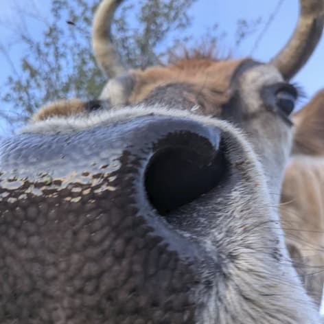 Smooch the steer, photo 12