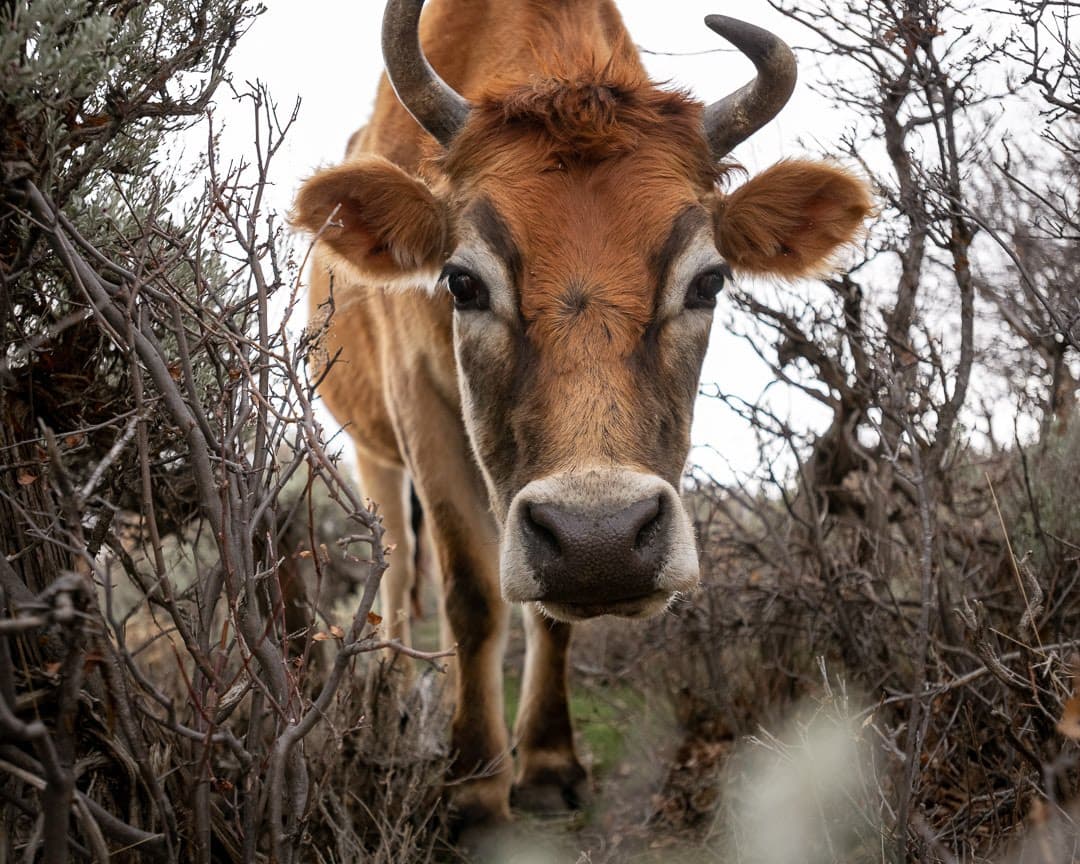 Smooch the steer