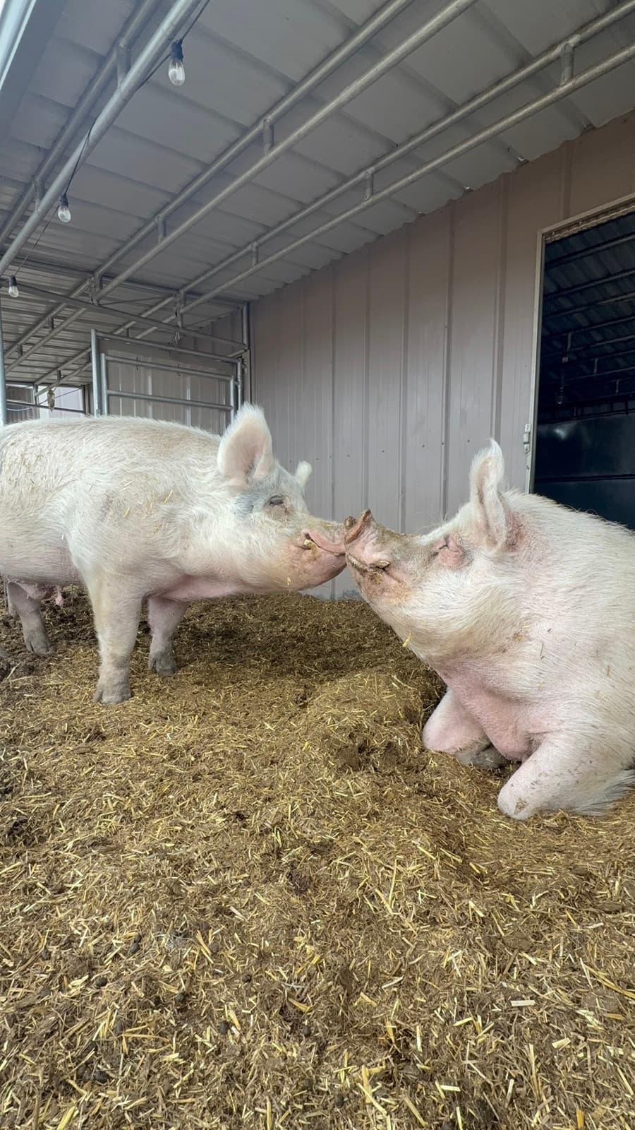 Ponyboy and Morgan nose to nose in the shelter
