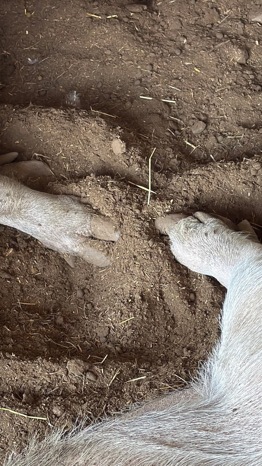 Two pigs asleep in the dirt with their front trotters touching