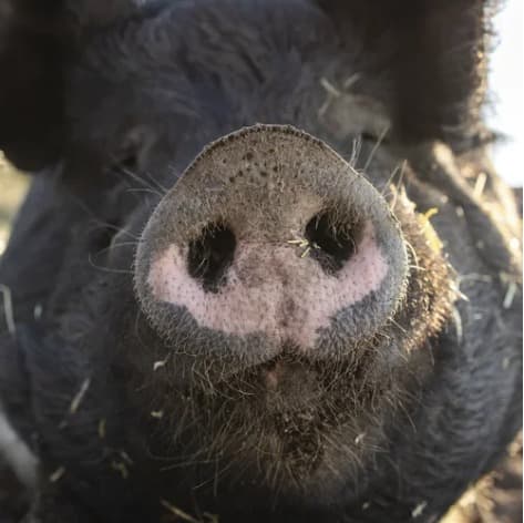 Wilma Jean the pig, photo 1