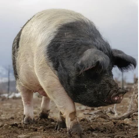 Wilma Jean the pig, photo 2