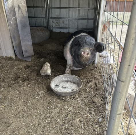 Wilma Jean the pig, photo 3
