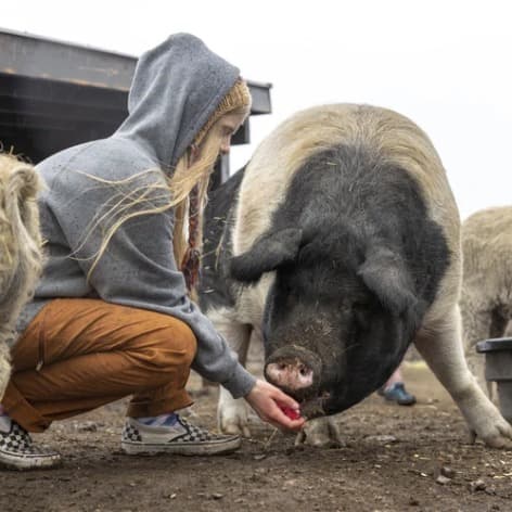Wilma Jean the pig, photo 4