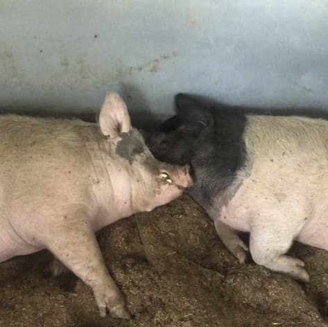 Wilma Jean the pig, photo 5