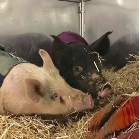 Wilma Jean the pig, photo 6