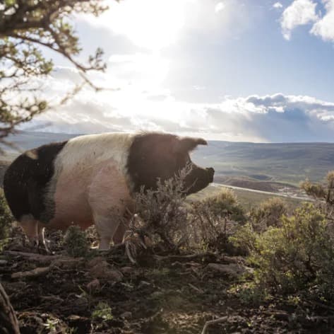 Wilma Jean the pig, photo 7