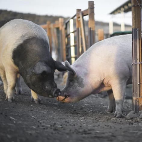 Wilma Jean the pig, photo 8