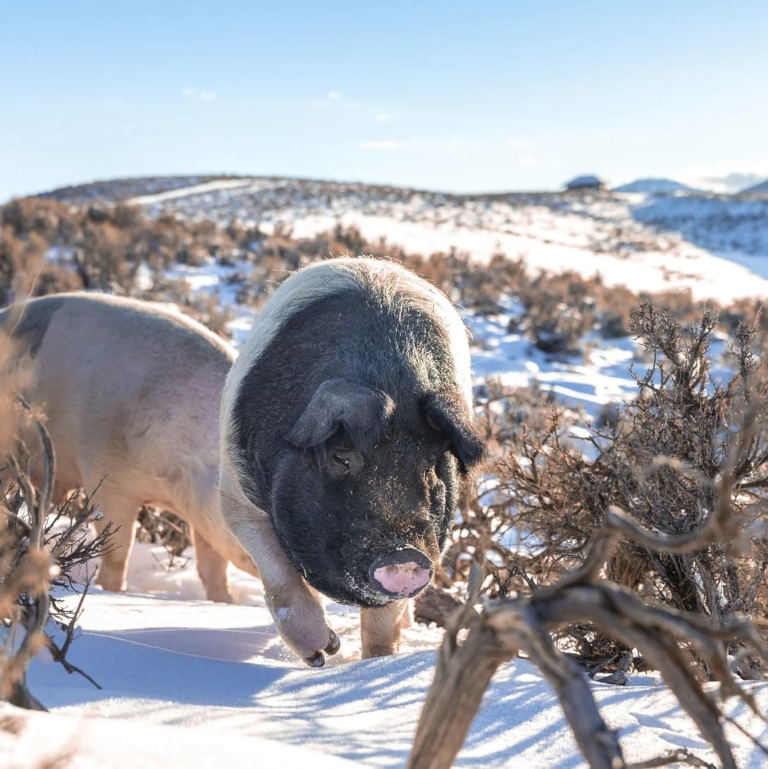 Wilma Jean the pig