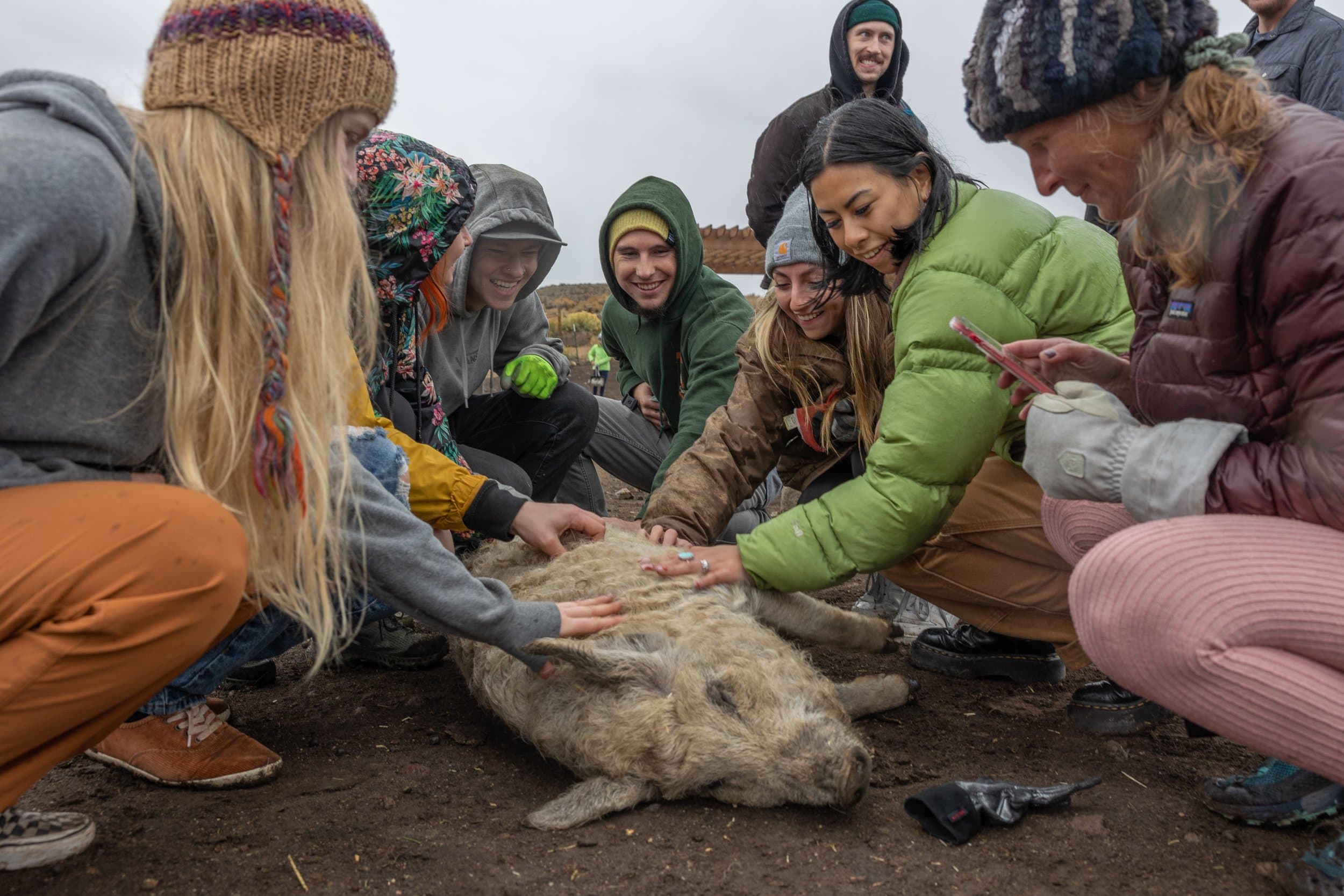 Volunteers gathered around a pig, petting it during a Saturday volunteer day